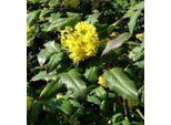Mahonia Aquifolium - Mahonia 40- 60 Cm - Contenitore