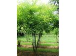 Styphnolobium Japonicum ( Sophora Japonica) - Albero Di Corda Giapponese 60-80 Cm - Contenitore