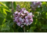 Syringa Vulg. 'And. An Ludwig SpäTh' - Lillà 60-70 Cm - Contenitore