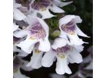Prostanthera Cuneata - Menta Di Montagna 20- 25 Cm - Contenitore