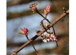 Viburnum Bodn. 'Dawn' - Palla Di Neve 50- 60 Cm - Contenitore