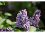 Syringa Vulg. 'Paul Thirion' - Lillà 60-70 Cm - Contenitore