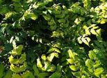 Mahonia Japonica ( Bealei) - Mahonia 30- 50 Cm - Contenitore