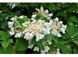 Viburnum Carlcephalum - Palla Di Neve 60-80 Cm - Contenitore