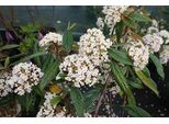 Viburno 'Pragense' - Palla Di Neve 60- 80 Cm - Contenitore