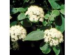 Viburno Lantana - Palla Di Neve 60-80 Cm - Contenitore