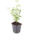 Perenne Ornamentale - Ortica Profumata - Agastache Rugosa 'Black Adder' - Vaso Da 9 Cm - Set Di 6 Piante
