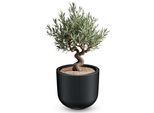3.11 Vaso Di Plastica Milly - Ø 47 X 38 Cm Circa - Vaso Per Piante Con Inserto Rimovibile - Colore: Antracite (Grande / 47 Cm)