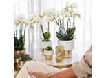 Kolibri Orchidee Bianche Phalaenopsis Orchidea Amabilis + Vaso Elite Oro Dimensioni 9Cm 35Cm Altezza Pianta Da Appartamento Fiorita