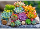 Enjoy - Puzzle Succulente - 1000 Dielov