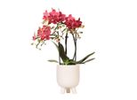 Kolibri Orchidee Red Phalaenopsis Orchidea Congo + Vaso In Gomma Travertino Dimensioni 9Cm 40Cm Altezza Pianta Da Appartamento Fiorita