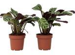 Pianta Di Preghiera - 2 Pezzi - Ctenanthe 'Amagris' - Altezza 20-30Cm - ⌀12Cm