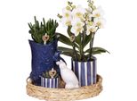 Kolibri Company | Set Di Piante Mediterranean Sunset | Orchidea Phalaenopsis Bianca Losanna E Piante Grasse Incl. Vasi Ornamentali In Ceramica