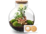 Terrario Da Giardino In Bottiglia Bolder Bob Bonsai - Kit Fai Da Te + Led - Mini Giungla Per Casa E Ufficio - Fai Da Te E Sostenibile