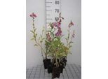 6 X Digitalis Purp. Gloxiniiflora' - Garofano - Vaso 9 X 9 Cm
