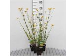 6 X Coreopsis Vert. 'Zagreb' - Occhio Di Ragazza - Vaso 9 X 9 Cm