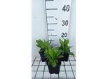 6 X Digitalis Ferr. 'Yellow Herald' - Polvere Di Volpe - Vaso 9 X 9 Cm