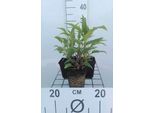 6 X Echinacea Purp. 'Doubledecker' - Sonnenhut - Topf 9 X 9 Cm