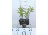 6 X Eupatorium Mac. 'Riesenschirm' - Azalea Acquatica - Vaso 9 X 9 Cm
