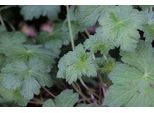6 X Geranium Hybr. 'Dreamland'® - Cranesbill - Vaso 9 X 9 Cm