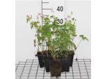 6 X Geranium Endressii - Cranesbill - Vaso 9 X 9 Cm