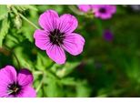6 X Geranium Hybr. 'Dragon Heart'® - Cranesbill- Vaso 9 X 9 Cm