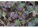 6 X Geranium Hybr. 'Orkney Cherry'® - Cranesbill- Vaso 9 X 9 Cm