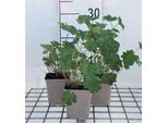 6 X Geranium Hybr. 'Joy' - Cranesbill - Vaso 9 X 9 Cm