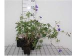 6 X Geranium Hybr. 'Orion' - Cranesbill - Vaso 9 X 9 Cm