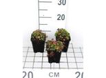 6 X Geranium Dalmaticum - Cranesbill - Vaso 9 X 9 Cm