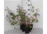 6 X Geranium Hybr. 'Brookside' - Cranesbill - Vaso 9 X 9 Cm