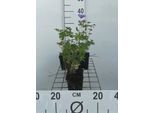 6 X Geranium Hybr. 'Johnson's Blue' - Cranesbill - Vaso 9 X 9 Cm
