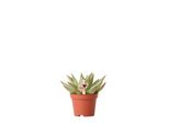 Kolibri Greens Pianta Verde Succulenta Echeveria Miranda Dimensione Vaso 6Cm Pianta Verde Da Appartamento Fresca Di Vivaio