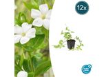 Copertura Del Terreno - Pervinca A Foglie Larghe - Vinca Major 'Alba' - Vaso Da 9 Cm - Set Di 12 Piante