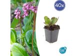 Tappezzante - Perenne - Bergenia - Bergenia Cordifolia 'HerbstblüTe' - Vaso Da 9 Cm - Set Di 40 Piante