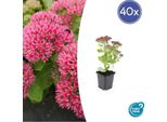 Fette Henne - Sedum Telephium 'Herbstfreude' - Perenne Di Facile Manutenzione - Vaso Da 9 Cm - Set Di 40 Piante