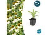 Pianta Ornamentale Perenne - Echinacea Purpurea 'White Swan' - Vaso Da 9 Cm - Set Di 12 Piante