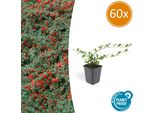 Copertura Del Terreno - Cotoneaster Dammeri - Cotoneaster A Tappeto - Vaso Da 9 Cm - Set Di 60 Piante