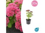 Fette Henne - Sedum Telephium 'Herbstfreude' - Perenne Di Facile Manutenzione - Vaso Da 9 Cm - Set Di 20 Piante