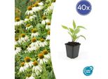 Pianta Perenne Ornamentale - Echinacea Purpurea 'White Swan' - Vaso Da 9 Cm - Set Di 40 Piante