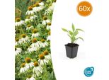 Pianta Perenne Ornamentale - Echinacea Purpurea 'White Swan' - Vaso Da 9 Cm - Set Di 60 Piante