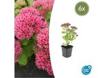 Fette Henne - Sedum Telephium 'Herbstfreude' - Perenne Di Facile Manutenzione - Vaso Da 9 Cm - Set Di 6 Piante