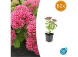 Fette Henne - Sedum Telephium 'Herbstfreude' - Perenne Di Facile Manutenzione - Vaso Da 9 Cm - Set Di 60 Piante