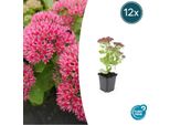 Fette Henne - Sedum Telephium 'Herbstfreude' - Perenne Di Facile Manutenzione - Vaso Da 9 Cm - Set Di 12 Piante