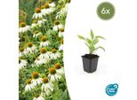 Pianta Ornamentale Perenne - Echinacea Purpurea 'White Swan' - Vaso Da 9 Cm - Set Di 6 Piante