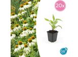 Pianta Ornamentale Perenne - Echinacea Purpurea 'White Swan' - Vaso Da 9 Cm - Set Di 20 Piante