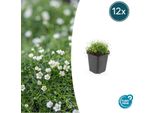 Punteruolo - Sagina Subulata - ↕10-25Cm - Ø9Cm - 12 Piante - Resistente Al Calpestio, Resistente E Facile Da Curare - Per Giunzioni, Aiuole E Sostituzione Del Prato