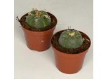 Lophophora Williamsii - Peyote - Cactus Peyotl - Fioritura, Vaso Da 8,5 Cm