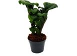 Mini Pianta Palma Zamio Zamioculcas Zamiifolia Piuma Fortunata Pianta Per Bambini Di Facile Cura Vaso Da 5,5 Cm
