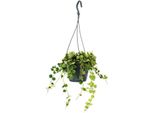 Pianta D'appartamento Da Appendere - Hoya Curtisii - Fiore Di Cera 14Cm Da Appendere